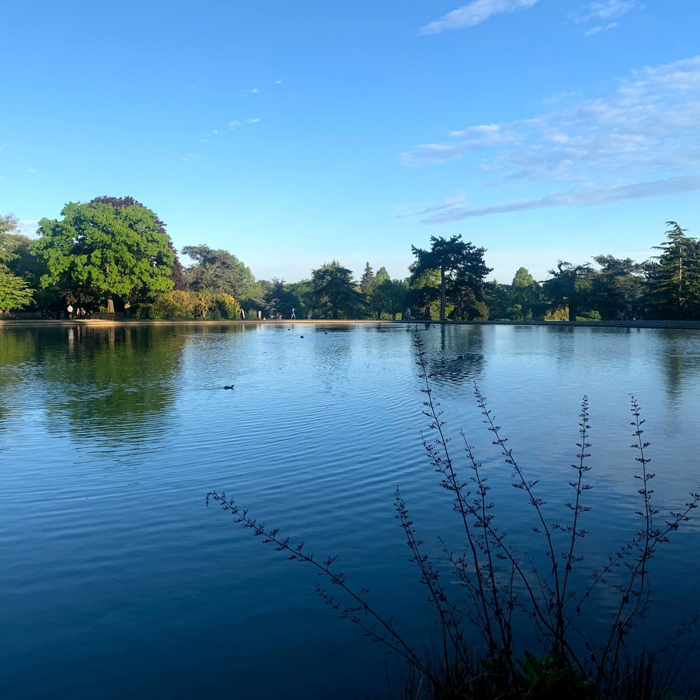 Covid Park